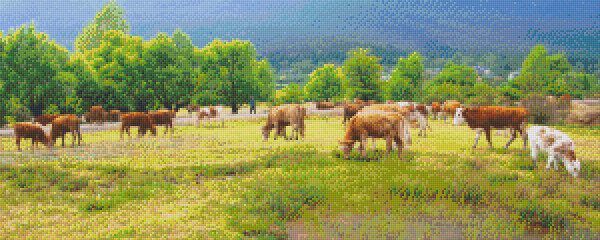 818019 Pixelhobby Set Kühe auf Weide
