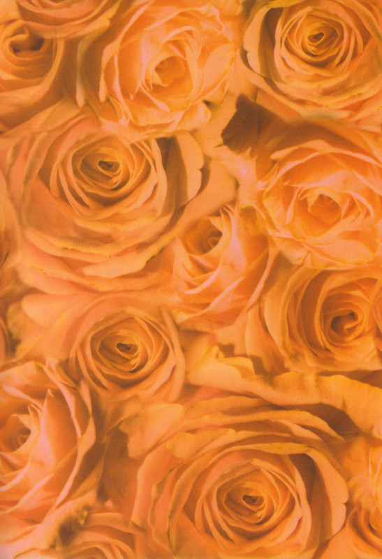 81773000 Transparentpapier A4 Rosen rot