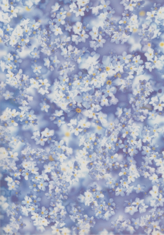 81780000 Transparentpapier A4 Blümchen blau weiss