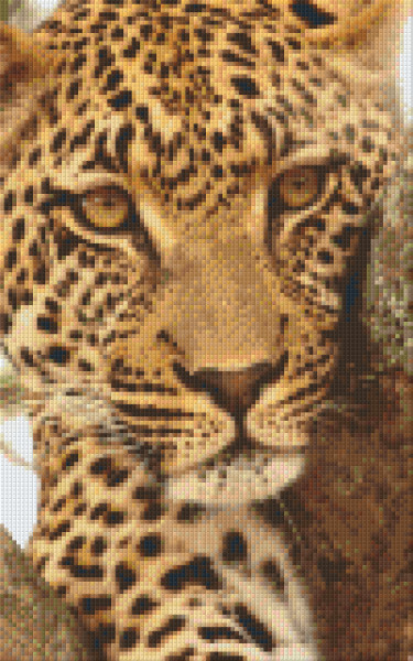 808038 Pixelhobby Klassik Set Leopard 11