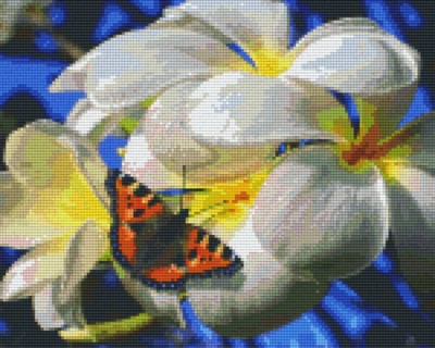 809352_Pixelset-Schmetterling-mit-Frangipani