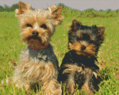 809220_Pixelset-Yorkshire-Terrier