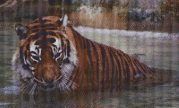 Set Tiger im Wasser
