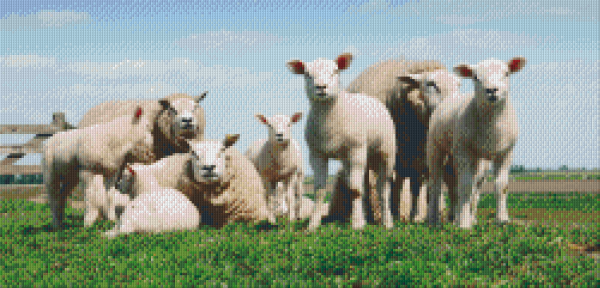 Set Schafe auf der Wiese