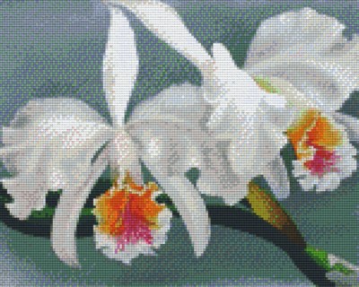 809088_Pixelset-Orchidee-weiß
