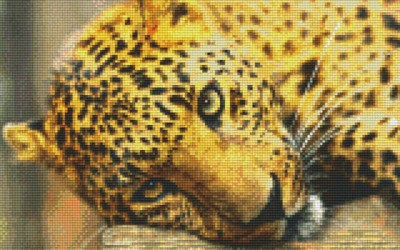 808096_Pixelset-Leopard-10