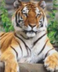 Set Tiger