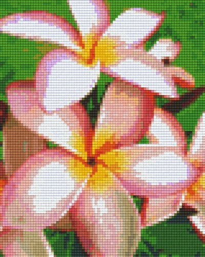 804273 Pixelhobby Klassik Set Blume Frangipani