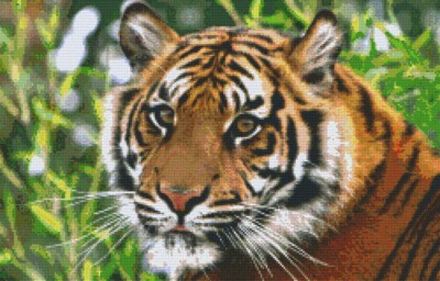 820079_Pixelset-Tiger-7