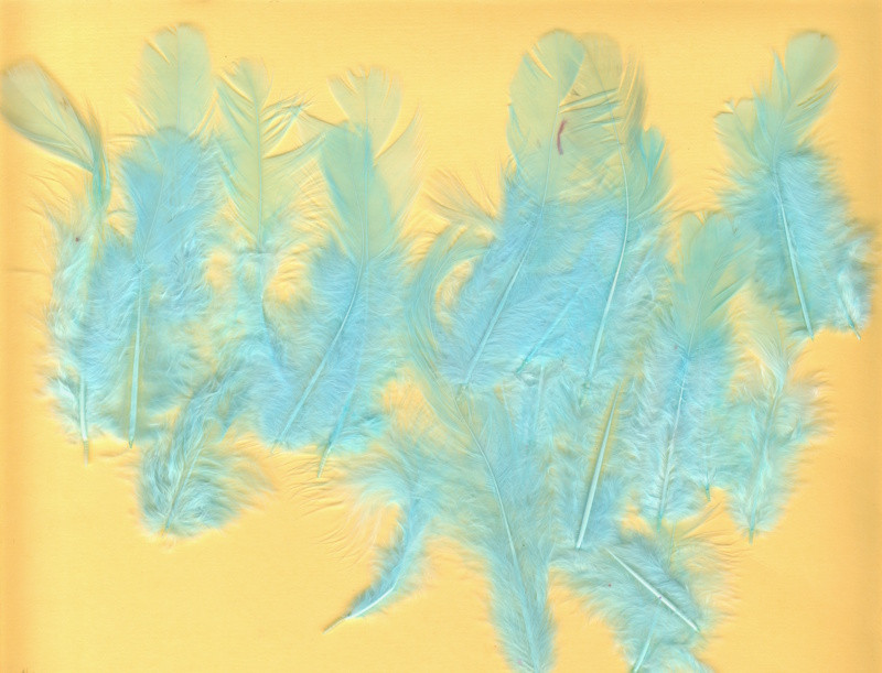 93024012 Hühnerfedern 8-9cm azurblau 20 Stück