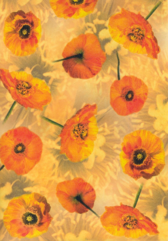 81777000 Transparentpapier A4 Mohnblumen