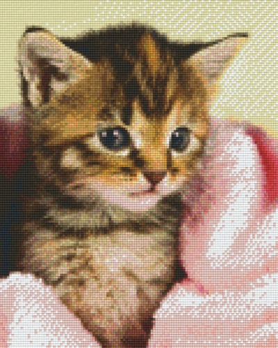 809449_Pixelset-Babykatze