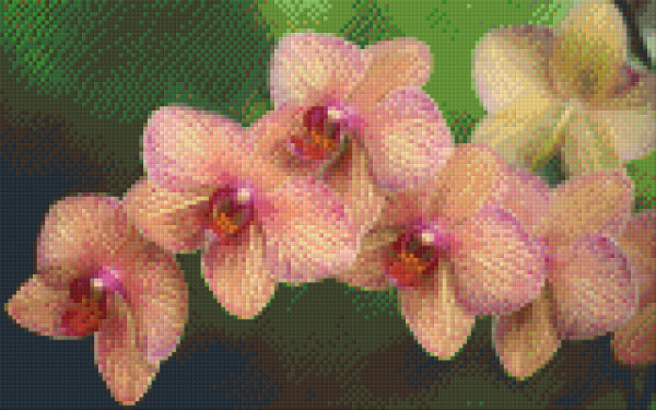 808024 Pixelhobby Klassik Set Orchidee 2